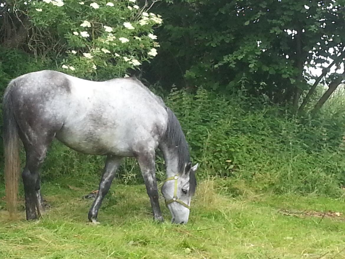 Fuldblod (XX) Monaco Visit billede 3