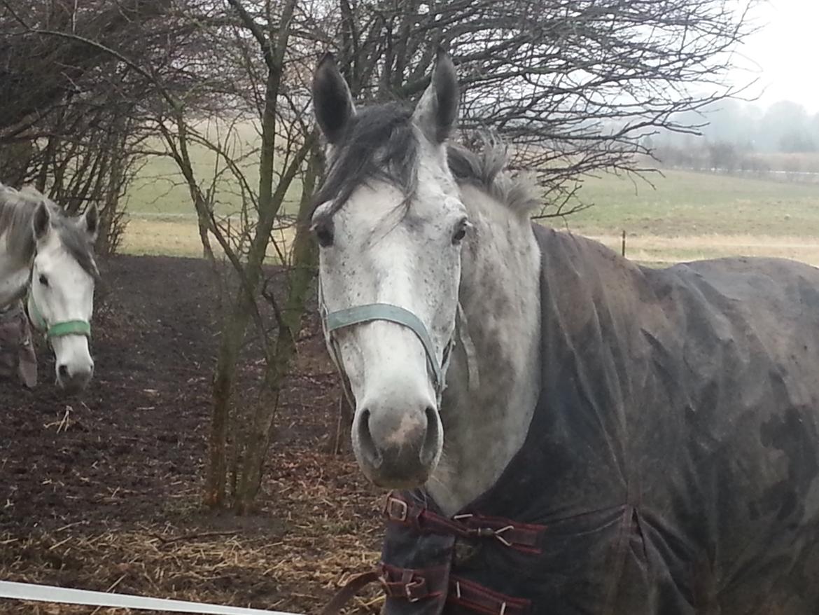 Fuldblod (XX) Monaco Visit billede 5