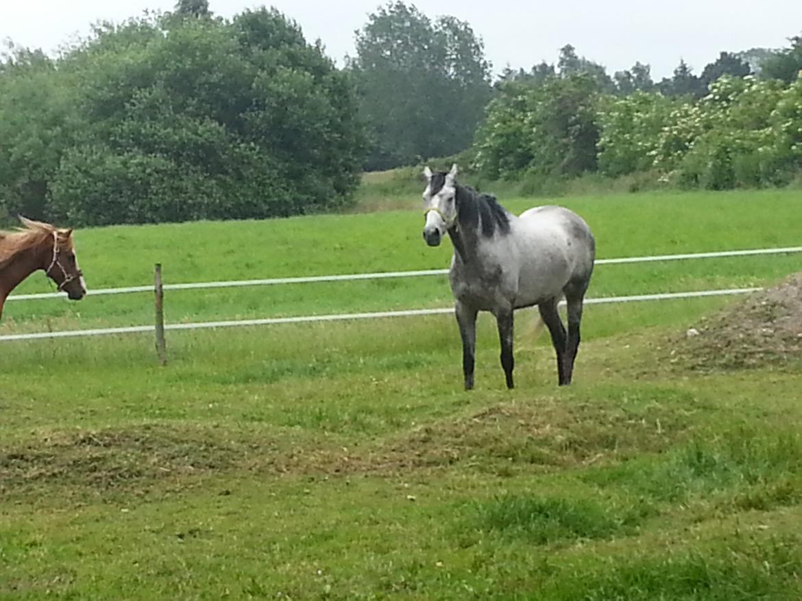 Fuldblod (XX) Monaco Visit billede 6