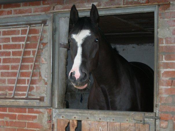 Dansk Varmblod Calista RDH billede 2