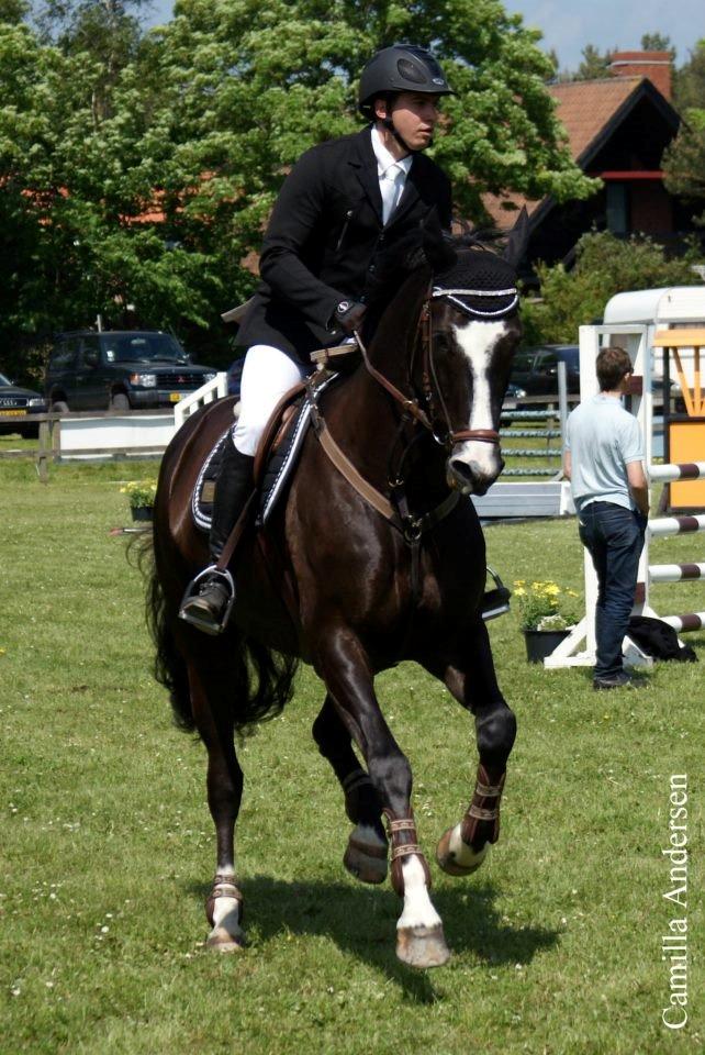 Dansk Varmblod Calista RDH - Til stævne med Jeff :) billede 6