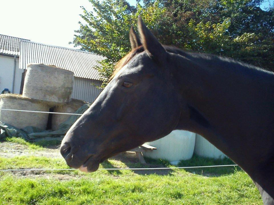 Dansk Varmblod Calista RDH - Smukkeste Calle<3 billede 1