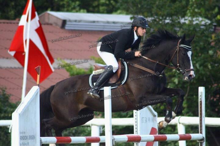 Dansk Varmblod Calista RDH billede 9