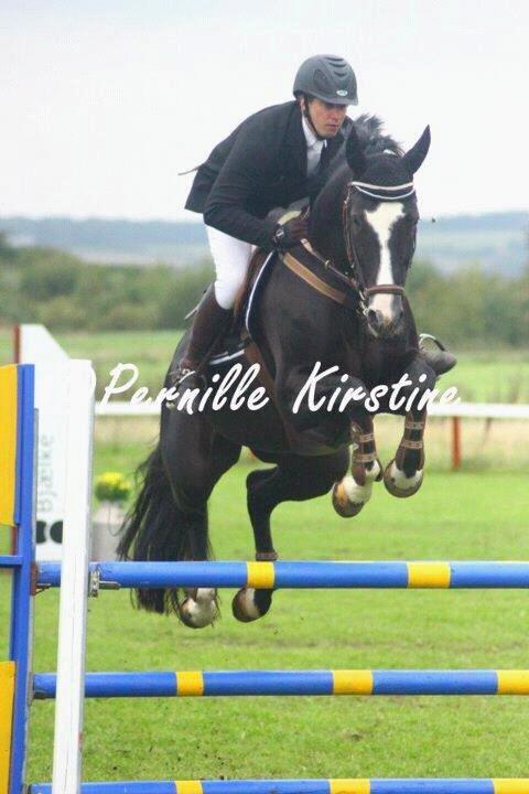 Dansk Varmblod Calista RDH billede 11