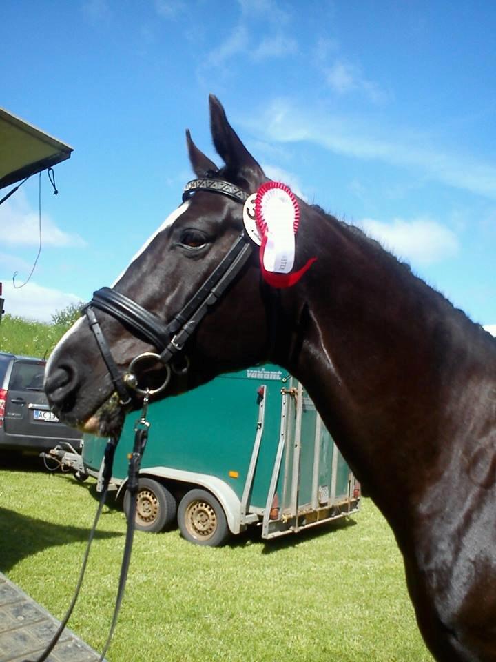 Dansk Varmblod Calista RDH - Da Calle blev kåret som RDH hoppe! billede 13