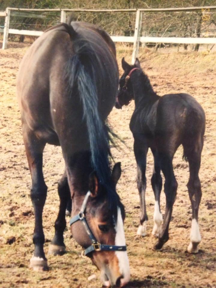 Dansk Varmblod Calista RDH - Baby Calista med hendes smukke mor Lézard :) billede 8