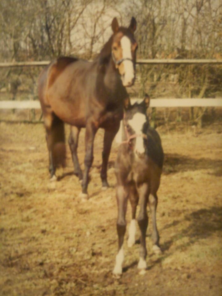 Dansk Varmblod Calista RDH - Baby Calista<3 billede 4
