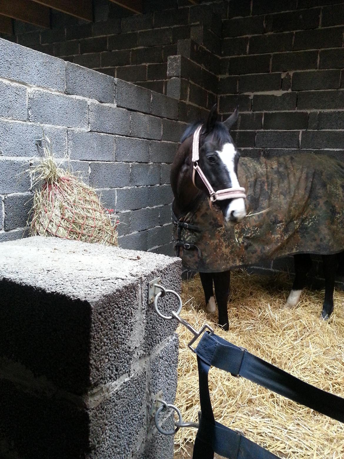 Dansk Varmblod Calista RDH - I den nye stald hvor hun har det som blommen i ægget :) billede 12