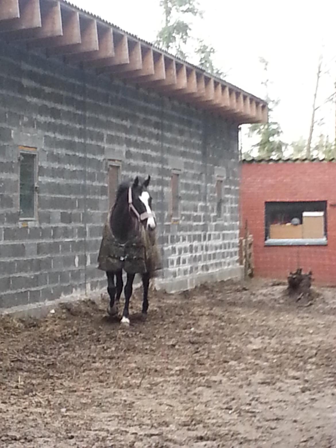 Dansk Varmblod Calista RDH billede 15