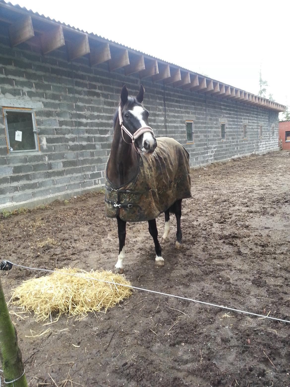 Dansk Varmblod Calista RDH - Første dag hos mig :) billede 10