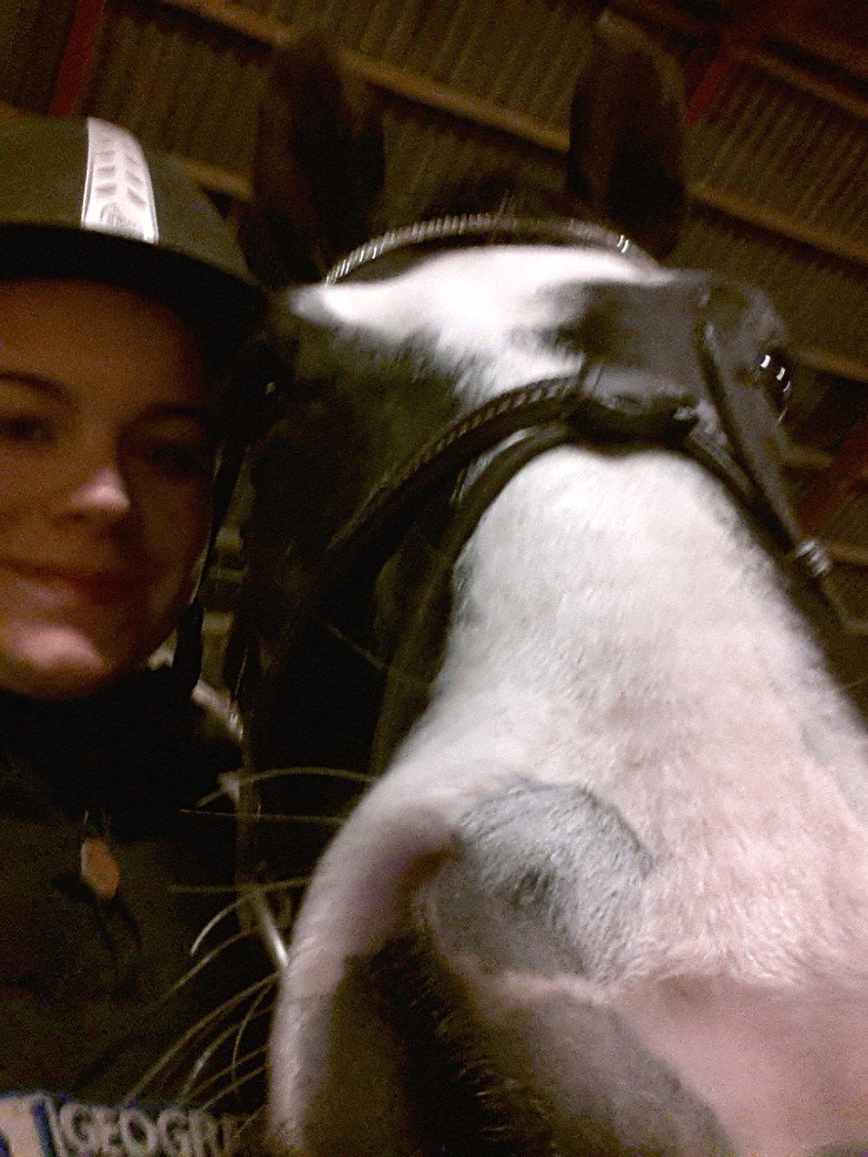 Dansk Varmblod Calista RDH - Hæhæhææææh ;) billede 7