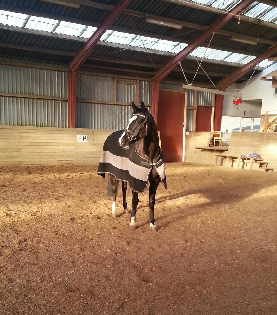 Dansk Varmblod Calista RDH - Smukke smukke Calle<3 billede 5