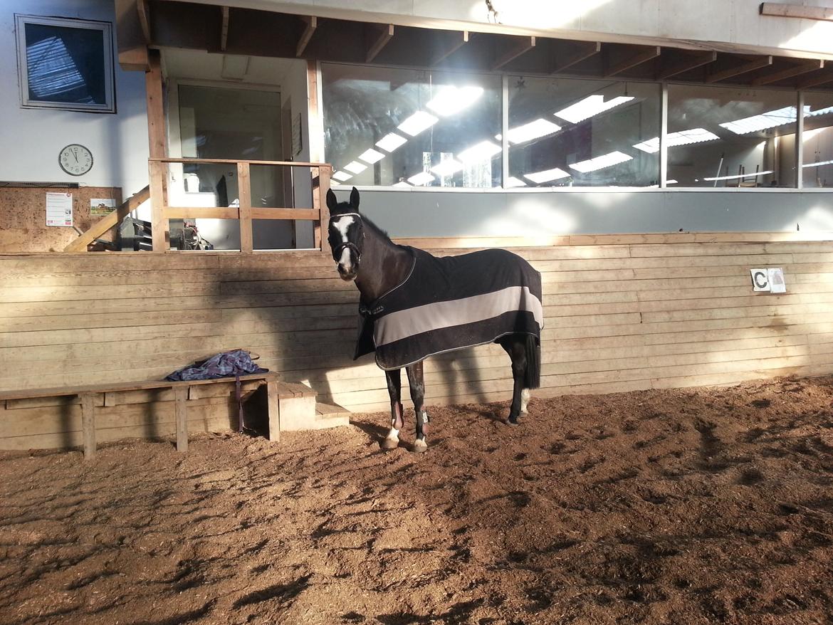 Dansk Varmblod Calista RDH billede 3