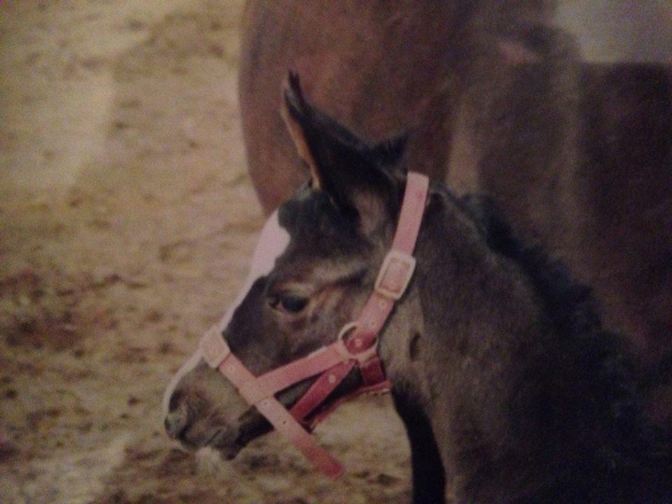 Dansk Varmblod Calista RDH - Nååååårrrrrhhhhh baby!<3 billede 14