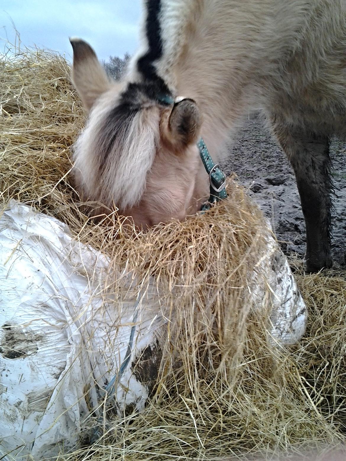 Fjordhest Sif (pony) ¤my soulmate¤ - min tossede pony :) haha jeg elsker dig Siffer <3333 billede 29