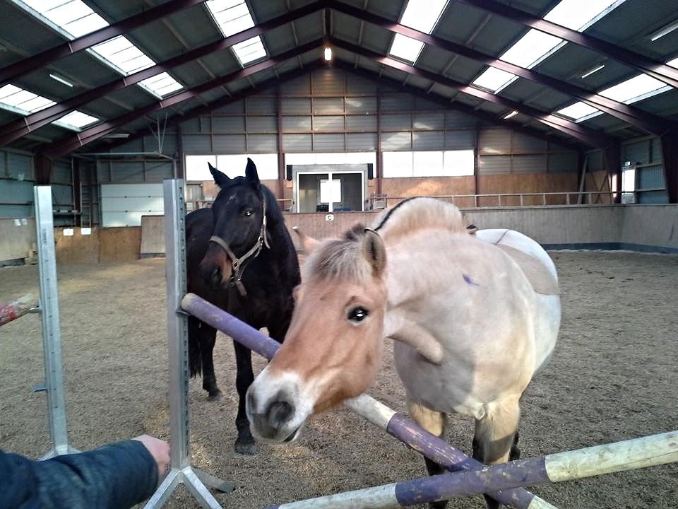 Fjordhest Sif (pony) ¤my soulmate¤ billede 35