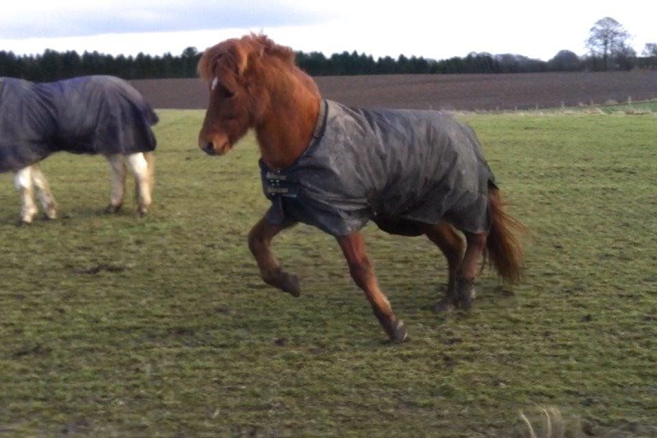 Islænder Atla fra Gudenådalen - Fjolle xD billede 6