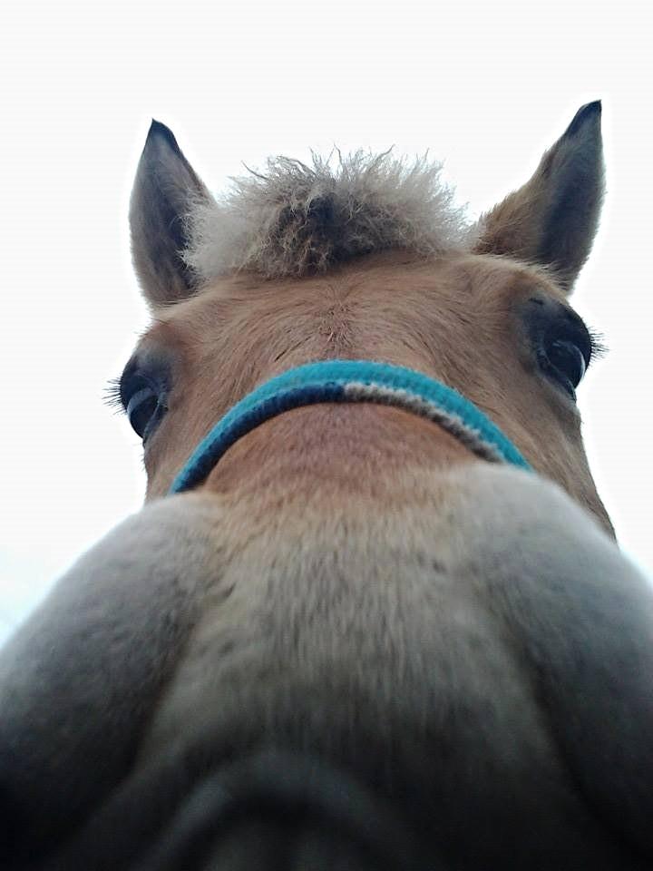 Fjordhest Sif (pony) ¤my soulmate¤ billede 39