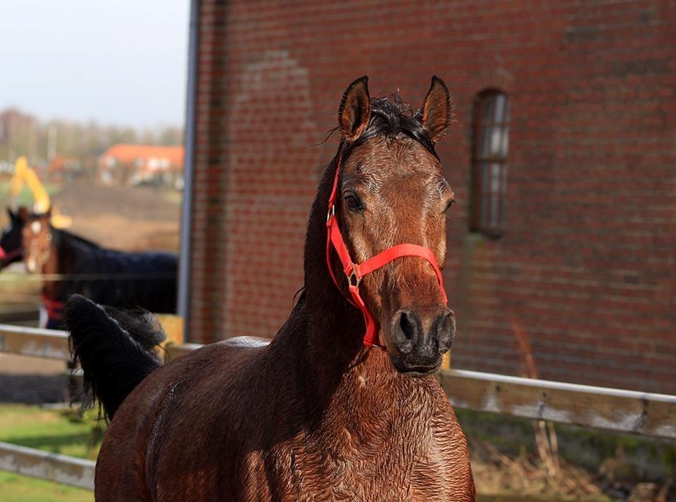 DSP Klintens earl (sendt hjem) billede 1