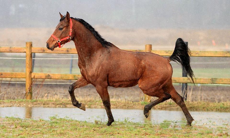 DSP Klintens earl (sendt hjem) billede 2