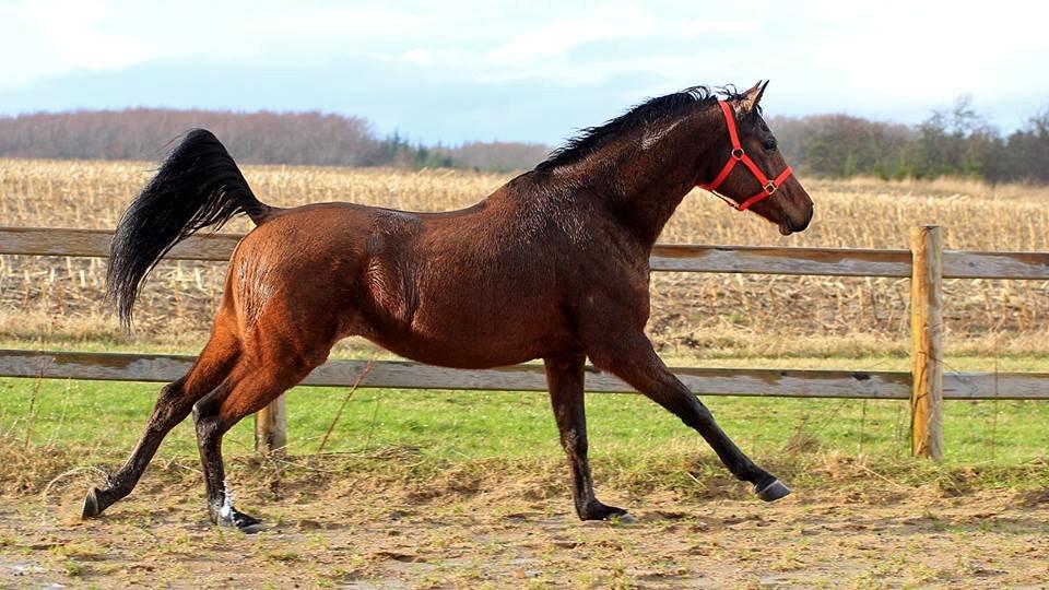 DSP Klintens earl (sendt hjem) billede 3