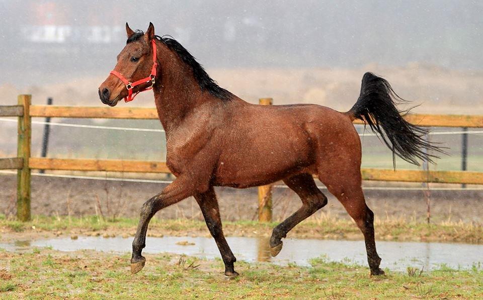 DSP Klintens earl (sendt hjem) billede 4