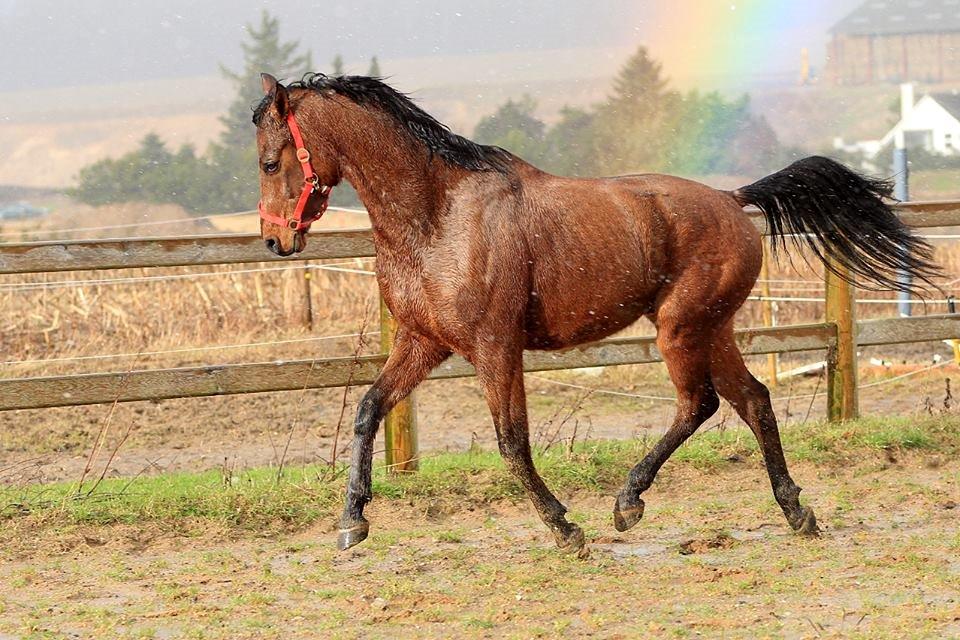 DSP Klintens earl (sendt hjem) billede 5