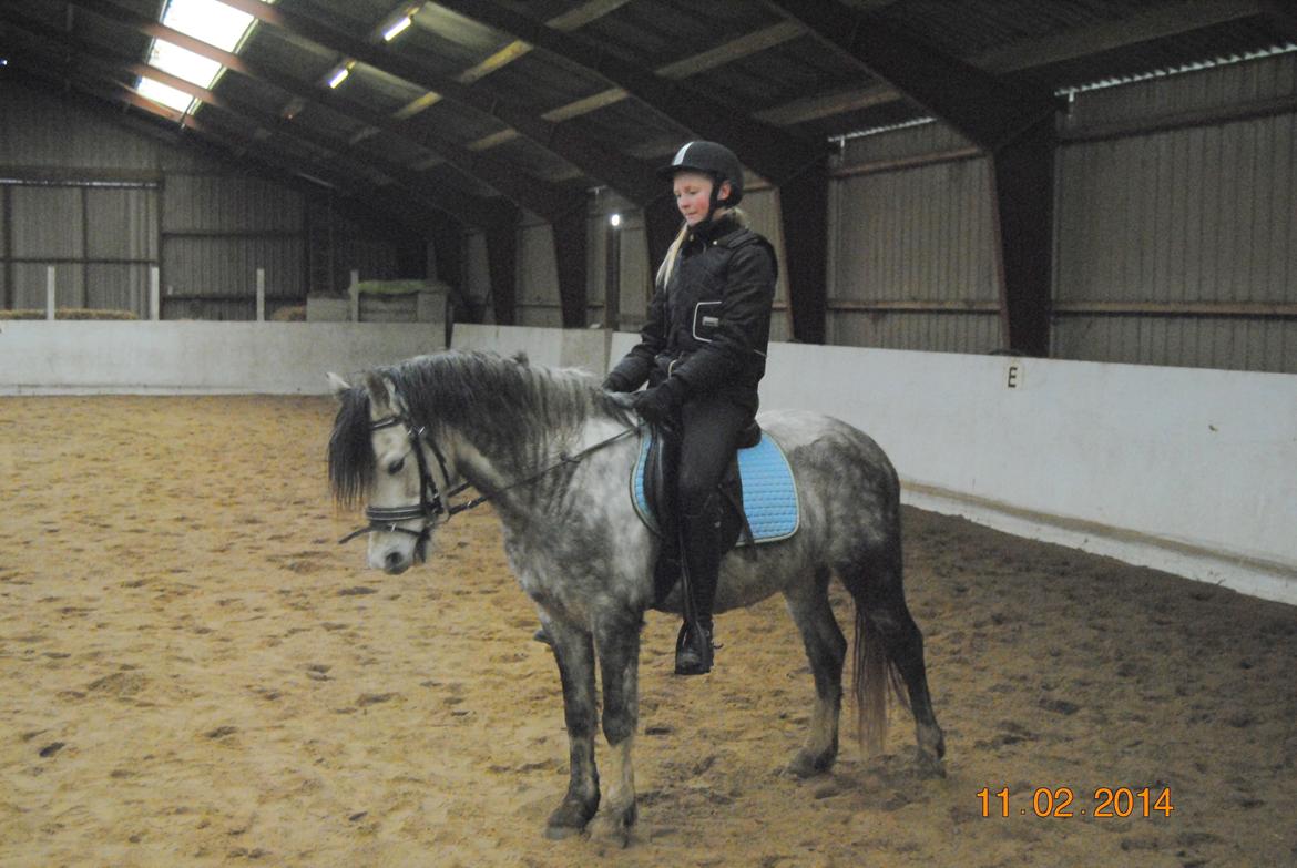 Welsh Pony (sec B) Korreborg's Barolo (SOLGT) :'(<3 billede 17