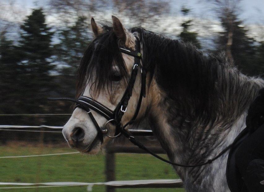 Welsh Pony (sec B) Korreborg's Barolo (SOLGT) :'(<3 billede 14