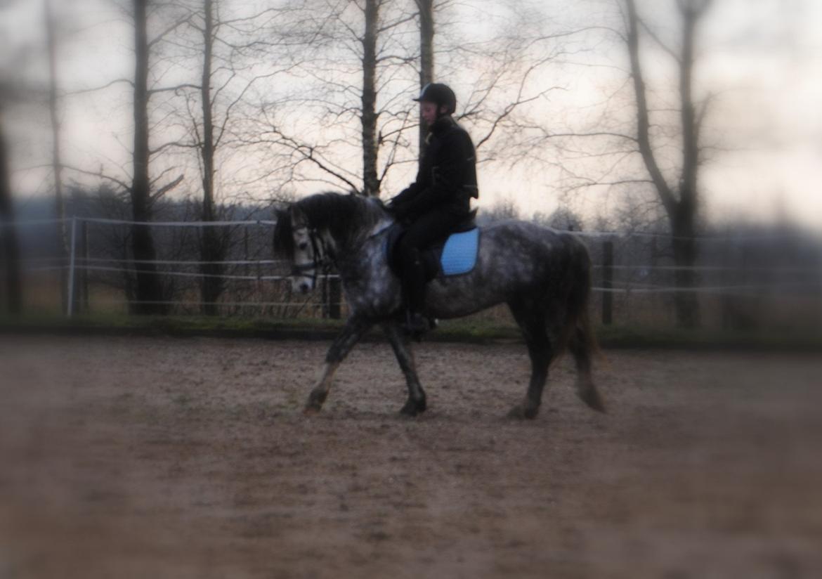 Welsh Pony (sec B) Korreborg's Barolo (SOLGT) :'(<3 billede 7