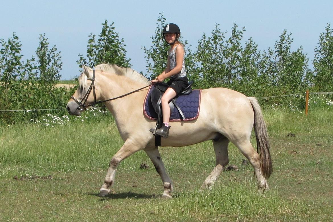 Fjordhest Ørn Fjordlyst billede 5