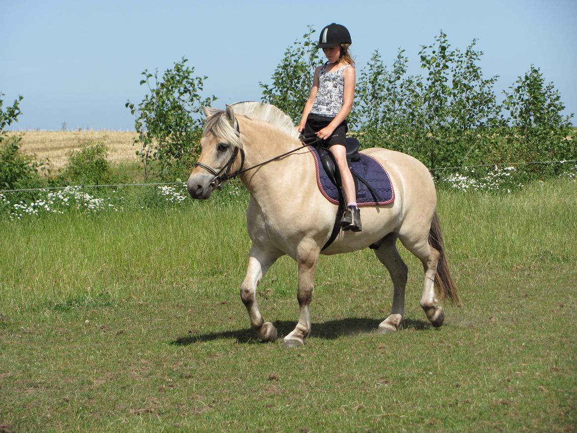 Fjordhest Ørn Fjordlyst billede 4