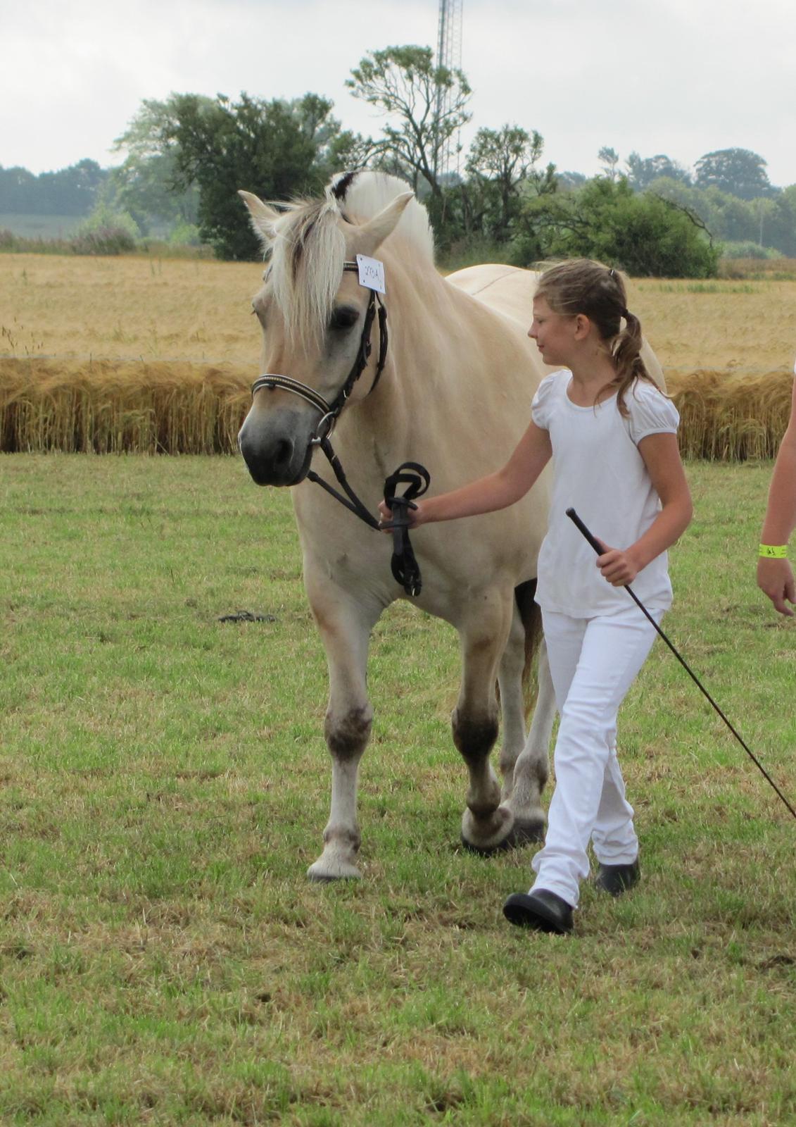 Fjordhest Ørn Fjordlyst billede 7