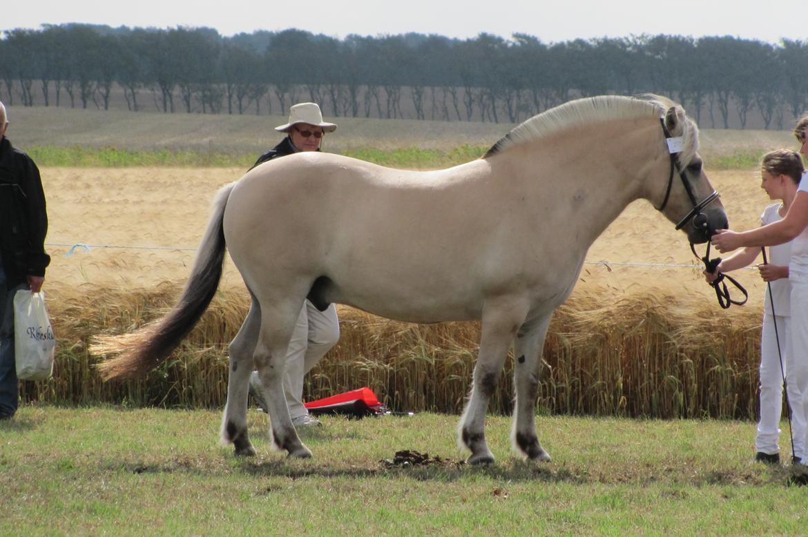 Fjordhest Ørn Fjordlyst billede 6