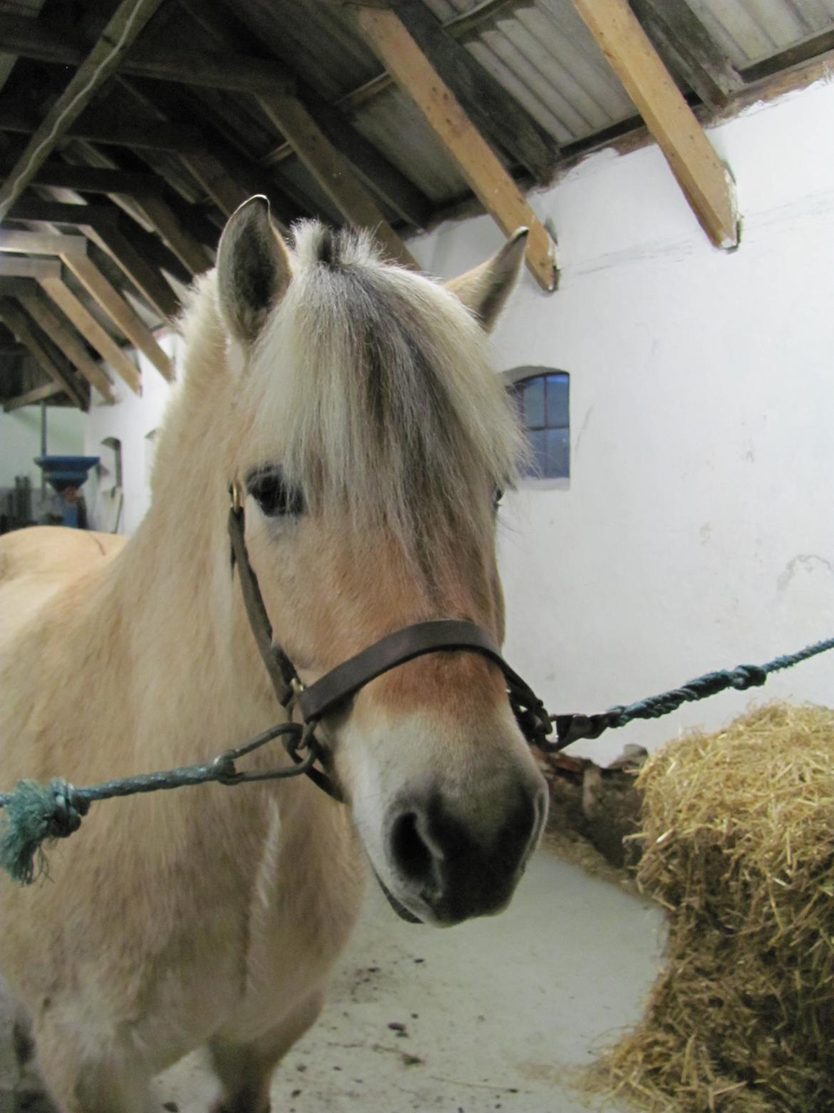Fjordhest Ørn Fjordlyst billede 12