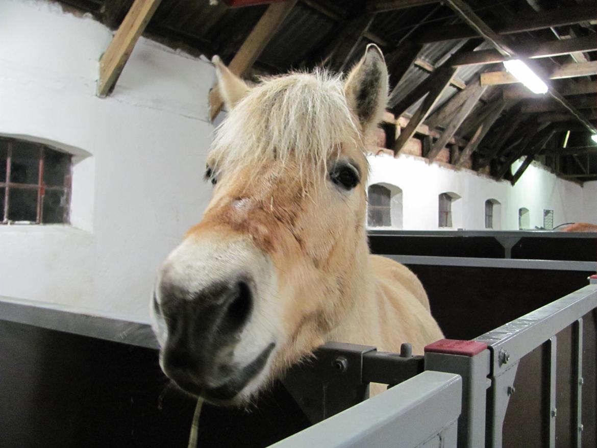 Fjordhest Ørn Fjordlyst billede 13