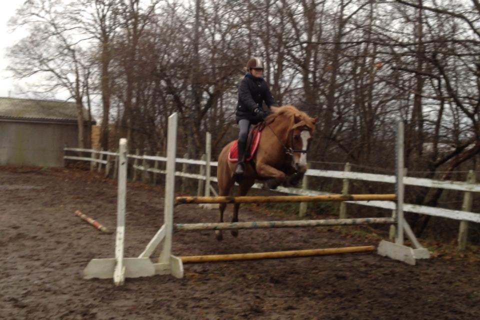 Welsh Pony af Cob-type (sec C) Faxi - Faxi og jeg springer billede 5