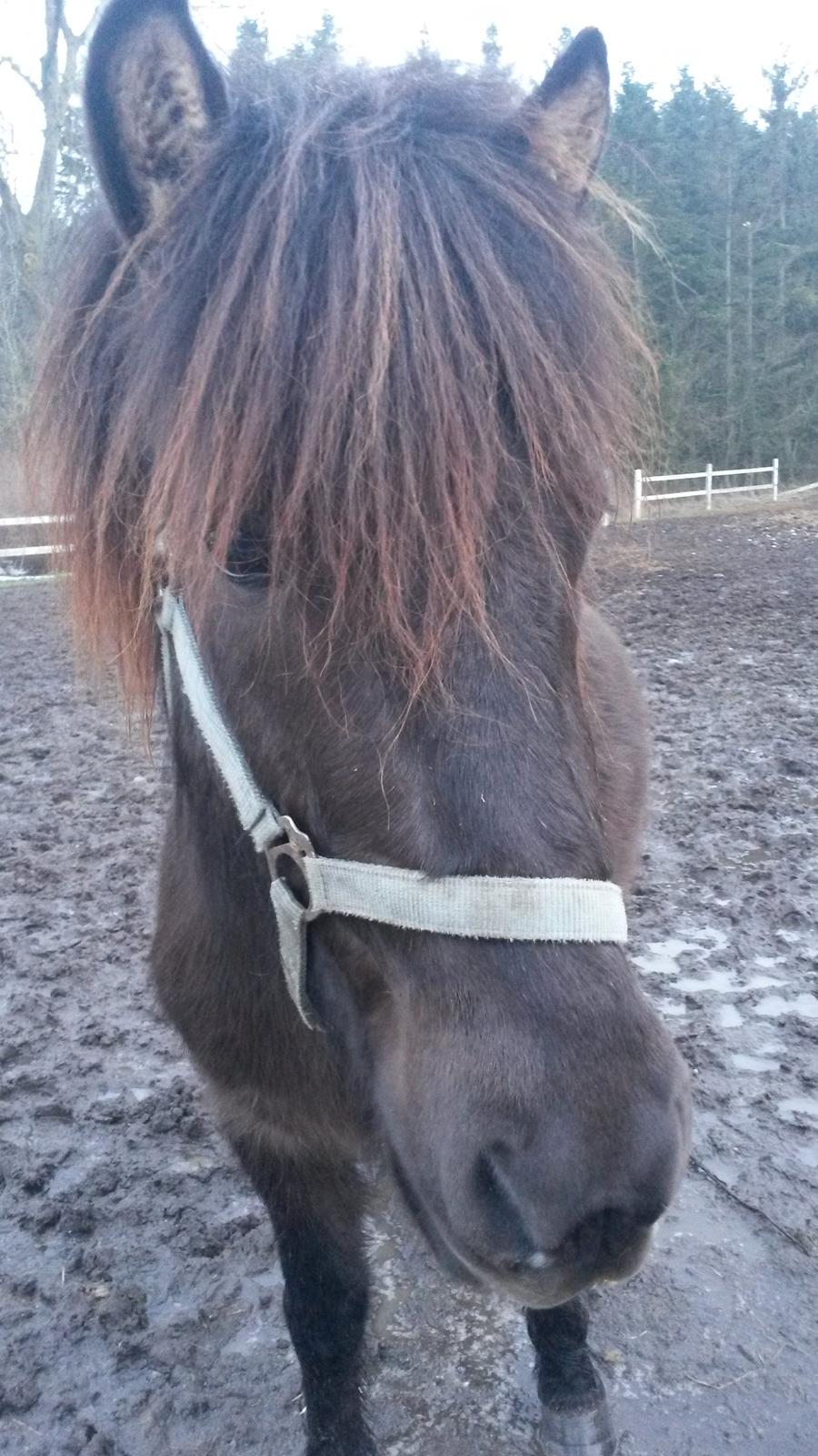 Islænder Bassi fra Klaubogaard billede 2