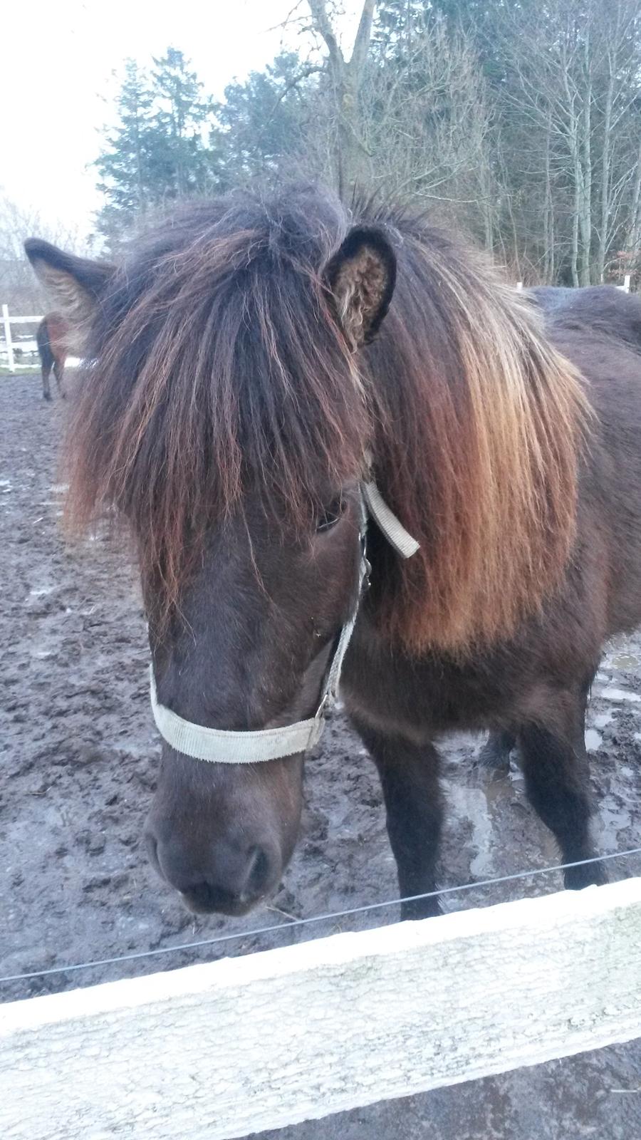 Islænder Bassi fra Klaubogaard billede 3