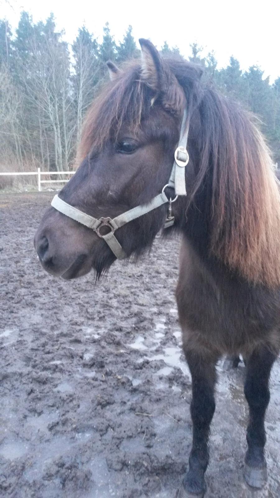 Islænder Bassi fra Klaubogaard billede 5