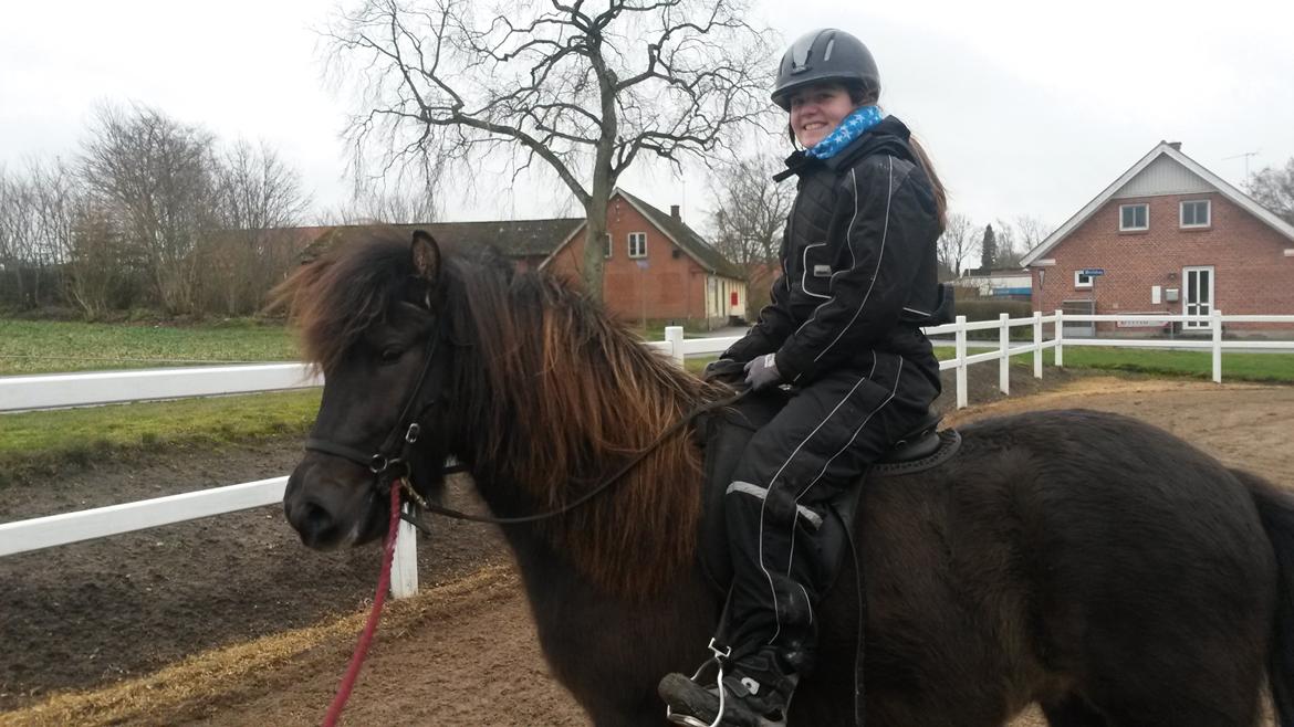 Islænder Bassi fra Klaubogaard - Første gang med rytter :D 9/02-14 billede 6