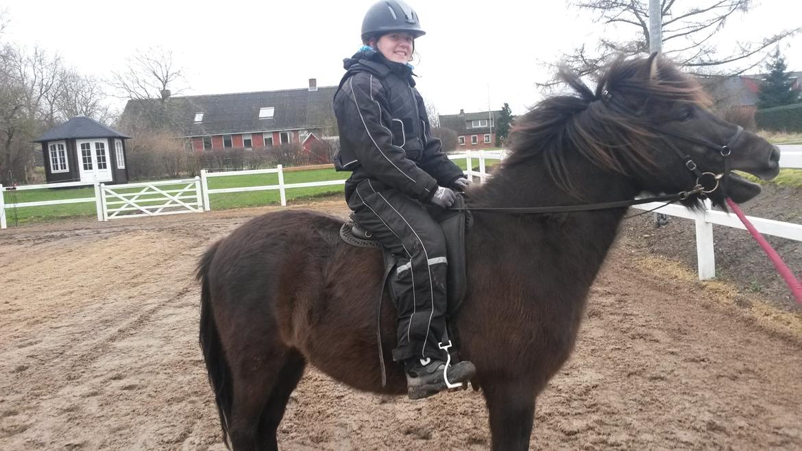 Islænder Bassi fra Klaubogaard - Første gang med rytter :D <3 billede 7