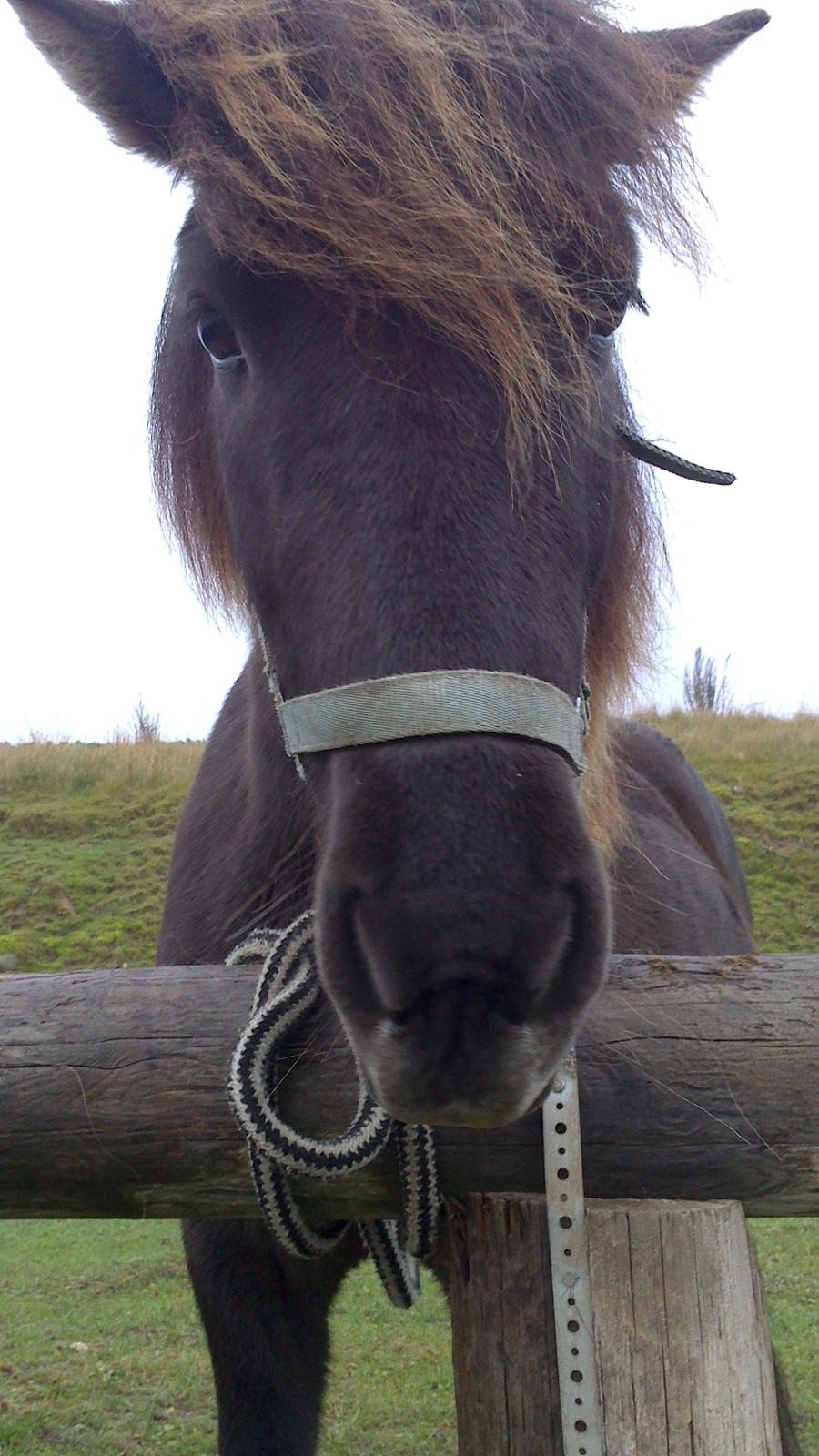 Islænder Bassi fra Klaubogaard billede 9
