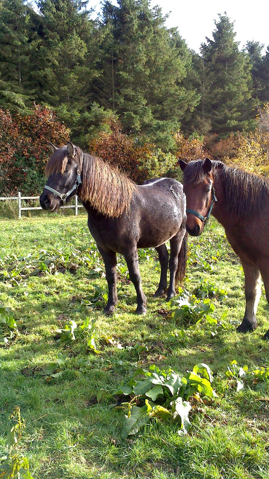 Islænder Bassi fra Klaubogaard - Bassi og Sleipnir sammen, de uadskillige tosser :P billede 10