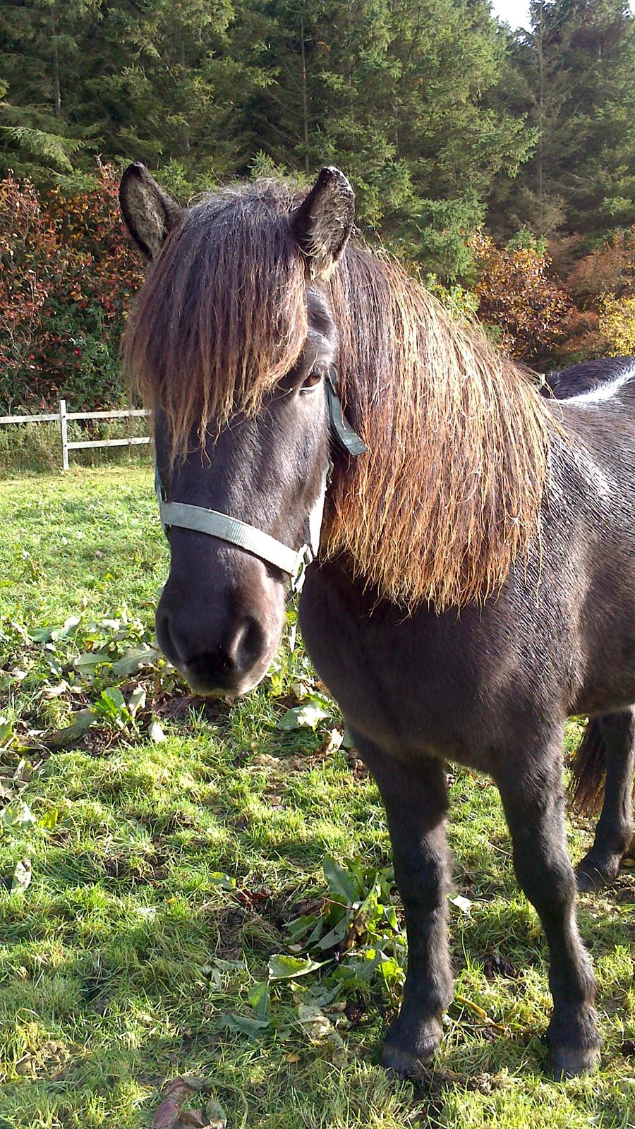 Islænder Bassi fra Klaubogaard billede 1