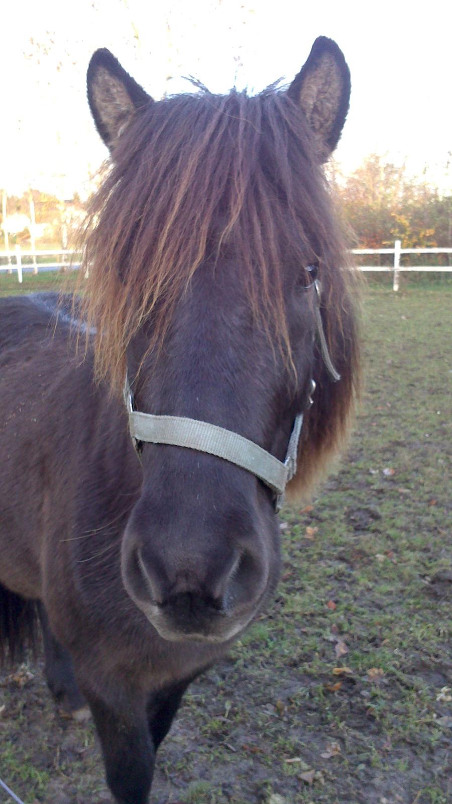 Islænder Bassi fra Klaubogaard billede 11