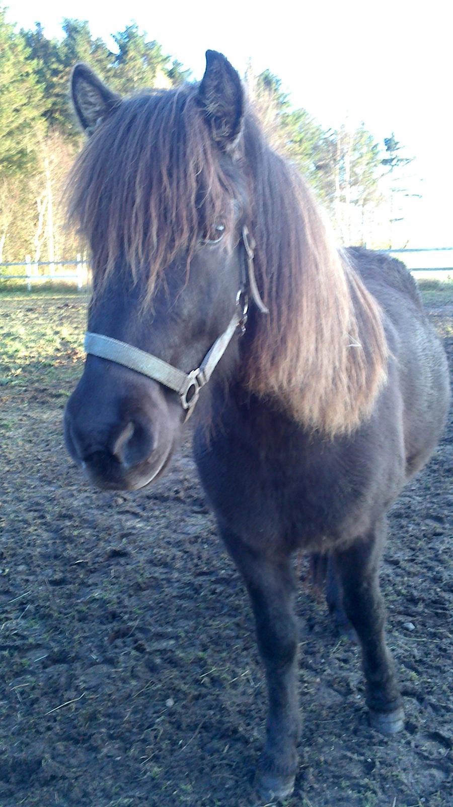 Islænder Bassi fra Klaubogaard billede 12