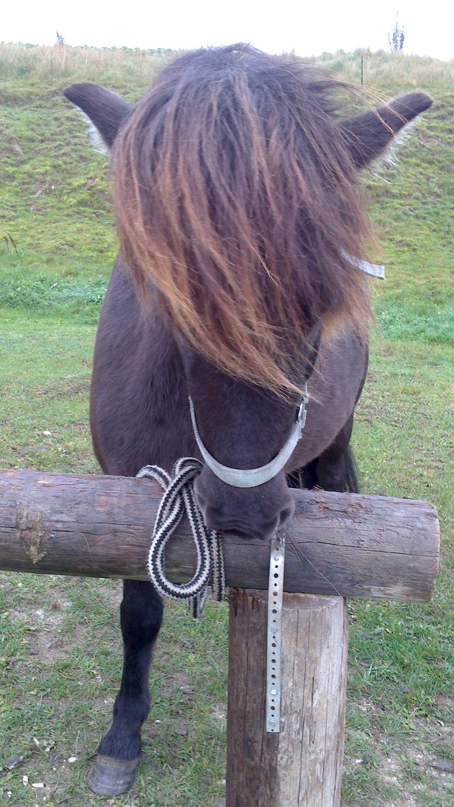 Islænder Bassi fra Klaubogaard billede 8