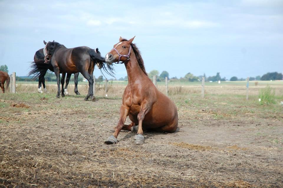 Oldenborg Alexsandie billede 4