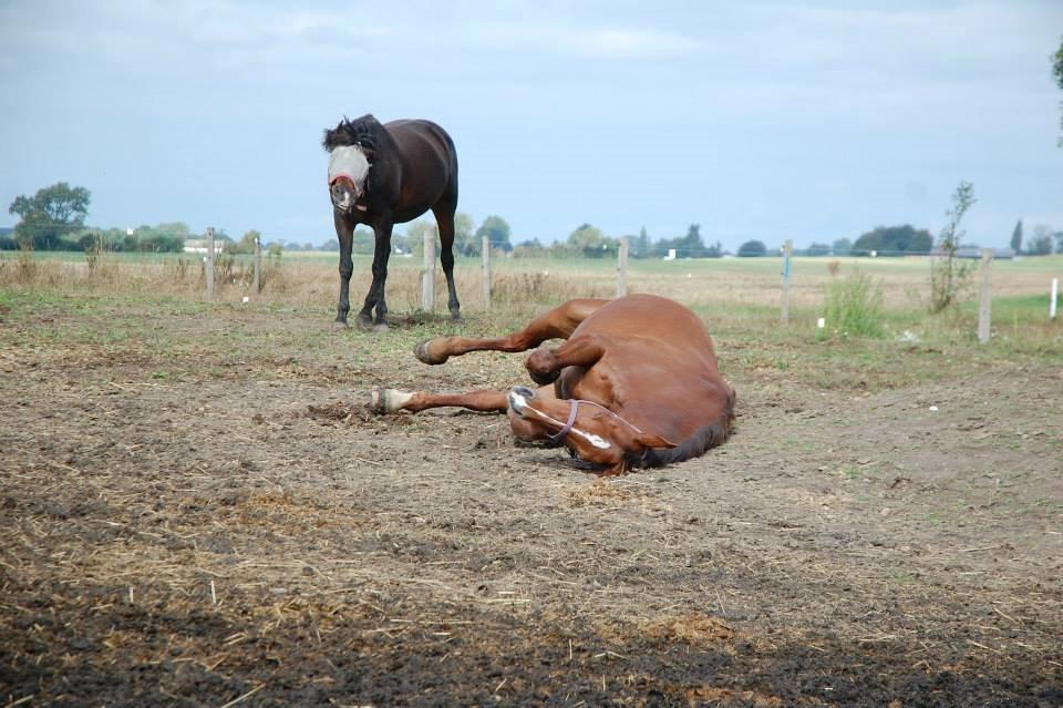 Oldenborg Alexsandie billede 10